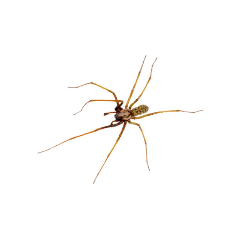 Image_Dexterm_website_Araignee_Tegenaire_800x800px