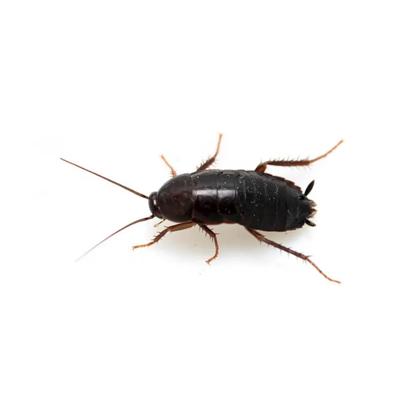 Image_Dexterm_website_Blatte_Orientale_800x800px_carrousel1