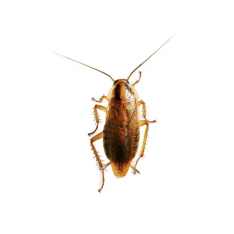 Image_Dexterm_website_Blatte_Germanique_800x800px_carrousel2