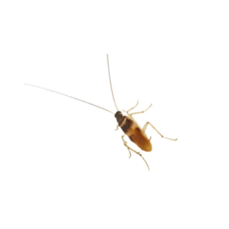 Image_Dexterm_website_Blatte_rayee_800x800px