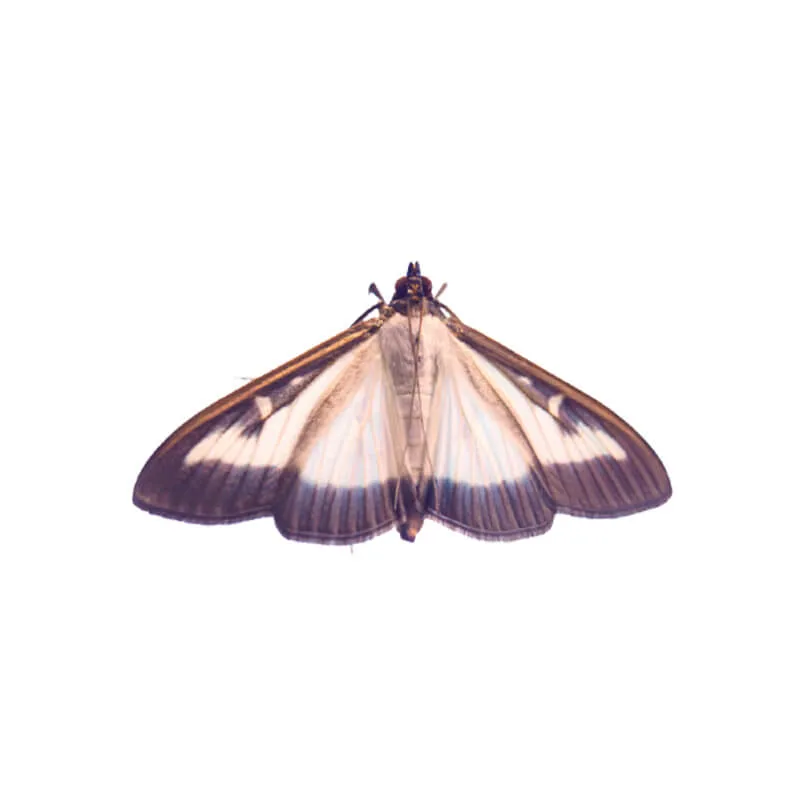 Image_Dexterm_website_Chenille_Pyral_du_buis_800x800px