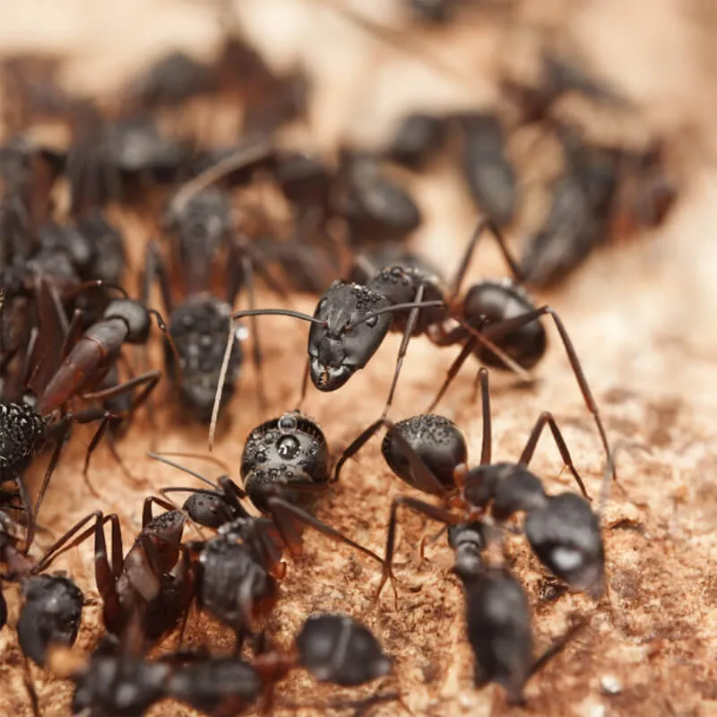 Image_Dexterm_website_Fourmis_Pharaon_800x800px