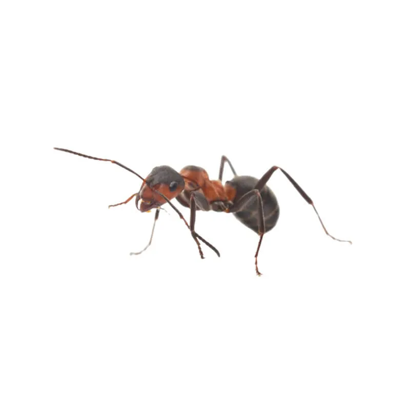 Image_Dexterm_website_Fourmis_Lasius_Emarginatus_800x800px