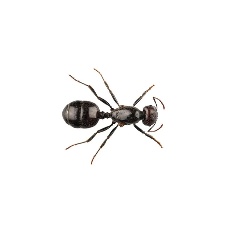 Image_Dexterm_website_Fourmis_Lasius_Niger_800x800px