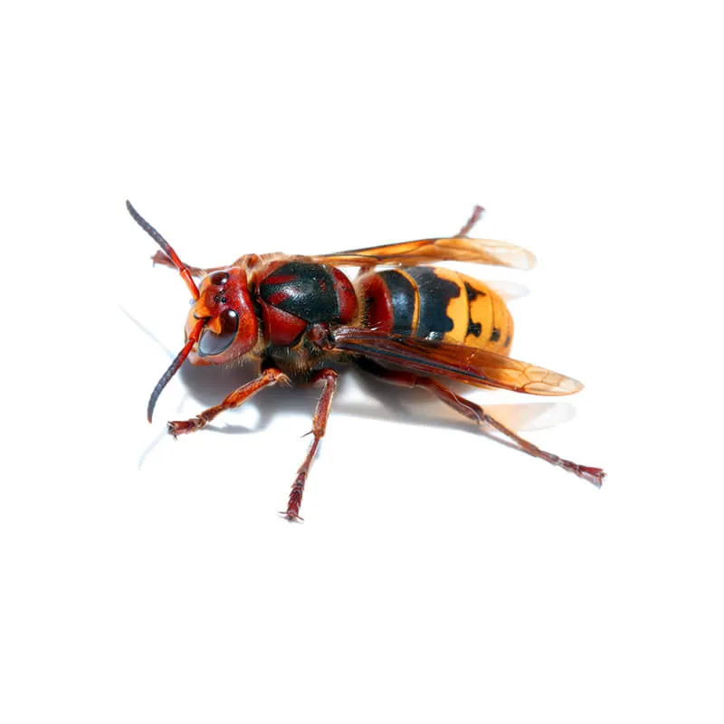 Image_Dexterm_website_Frelon_800x800px