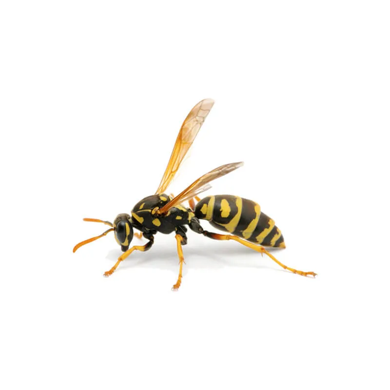 Image_Dexterm_website_Guepe_Polliste_800x800px