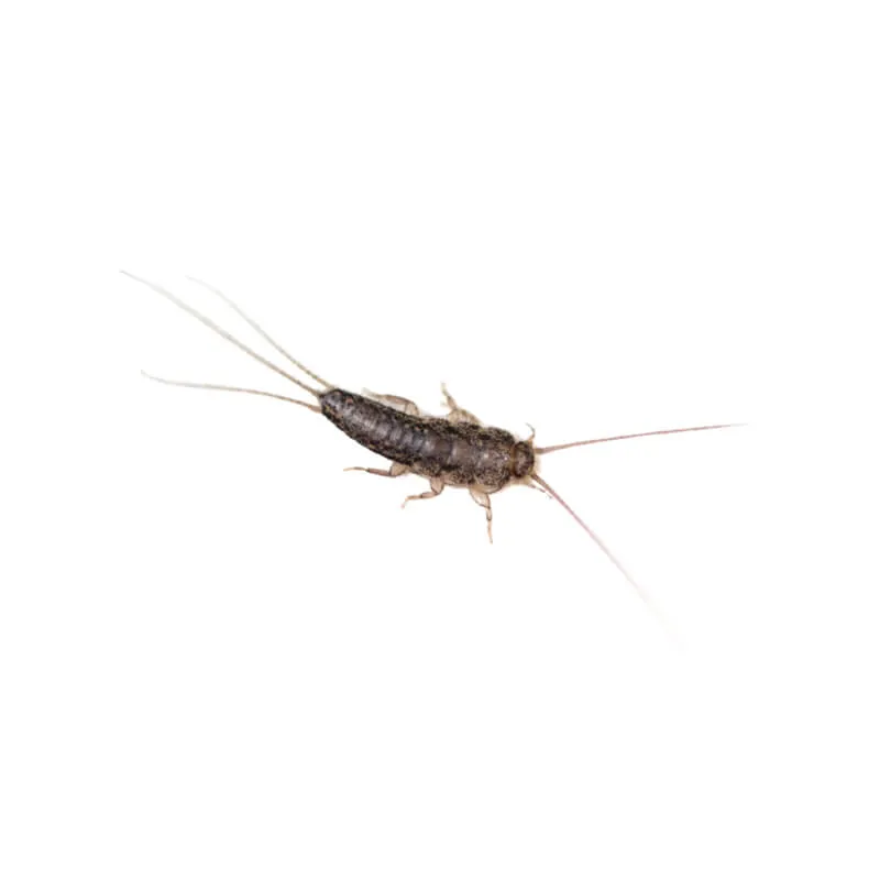 Image_Dexterm_website_Lepisme_Papier_800x800px