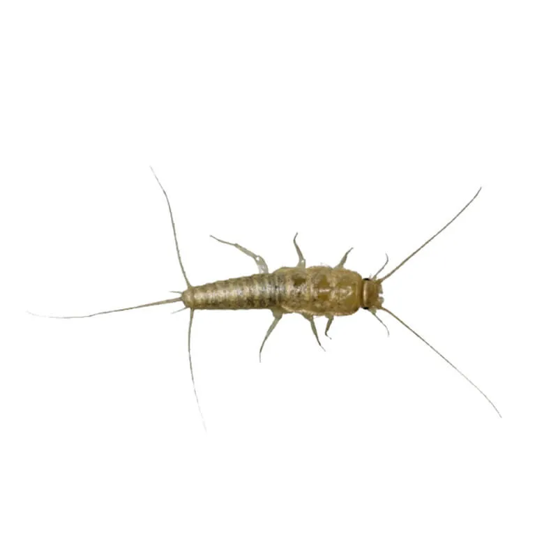 Image_Dexterm_website_Lepisme_Poisson_Argent_800x800px