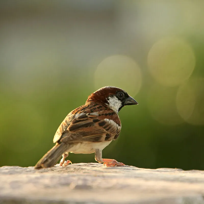 Image_Dexterm_website_Moineau_800x800px_2