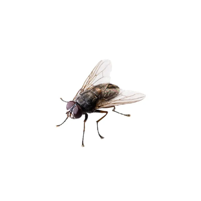 Image_Dexterm_website_Mouche_Automne_800x800px