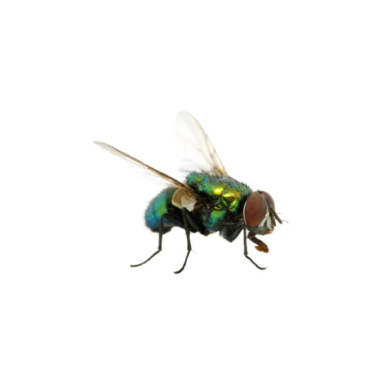 Image_Dexterm_website_Mouche_Cadavres_800x800px