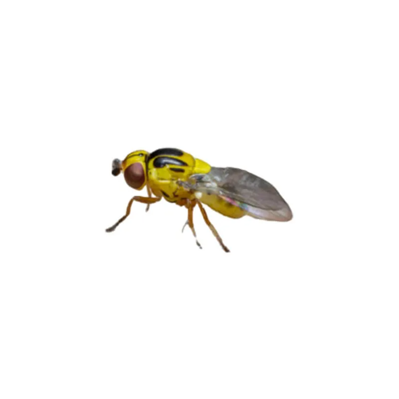 Image_Dexterm_website_Mouche_Chlorops_Gregaire_800x800px