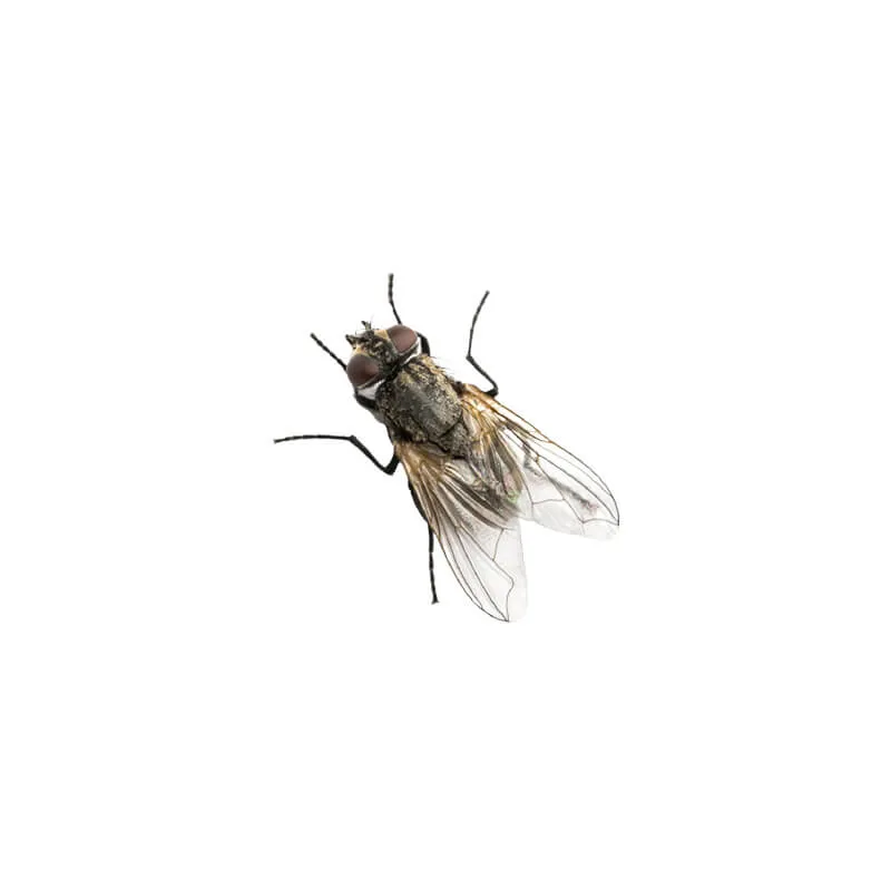 Image_Dexterm_website_Mouche_Domestique_800x800px