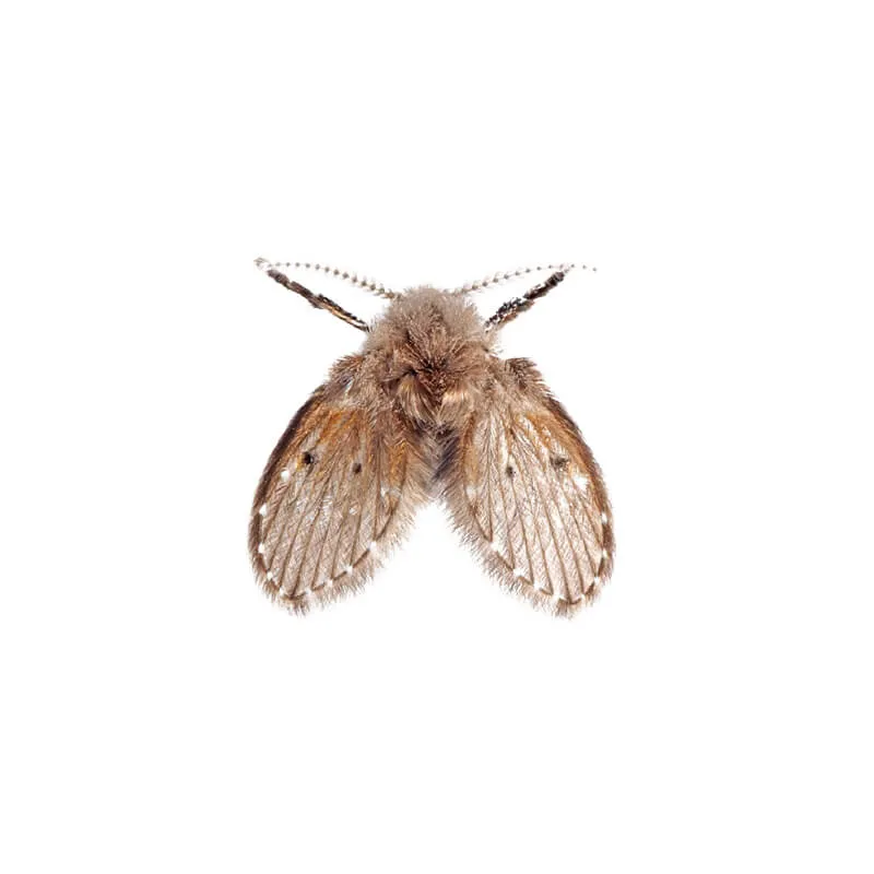 Image_Dexterm_website_Mouche_Psychodes_800x800px