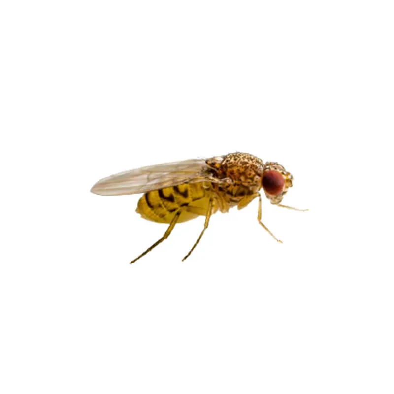 Image_Dexterm_website_Mouche_Vinaigre_800x800px