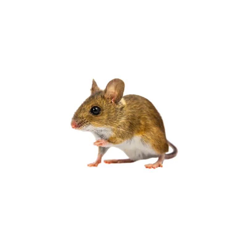 Image_Dexterm_website_Mulot_Sylvestre_800x800px