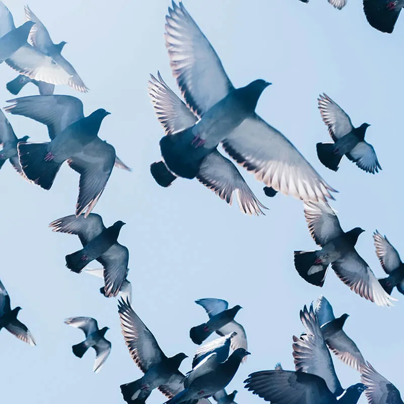 Image_Dexterm_website_Pigeon_800x800px_2