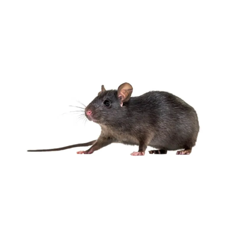 Image_Dexterm_website_Rat_Noir_800x800px