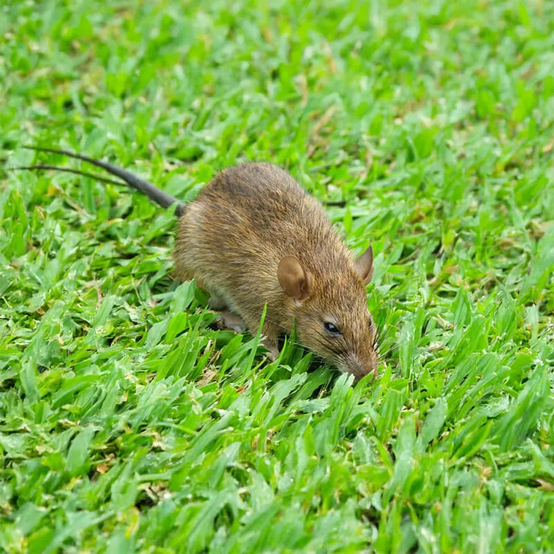 Image_Dexterm_website_Rat_surmulot_800x800px