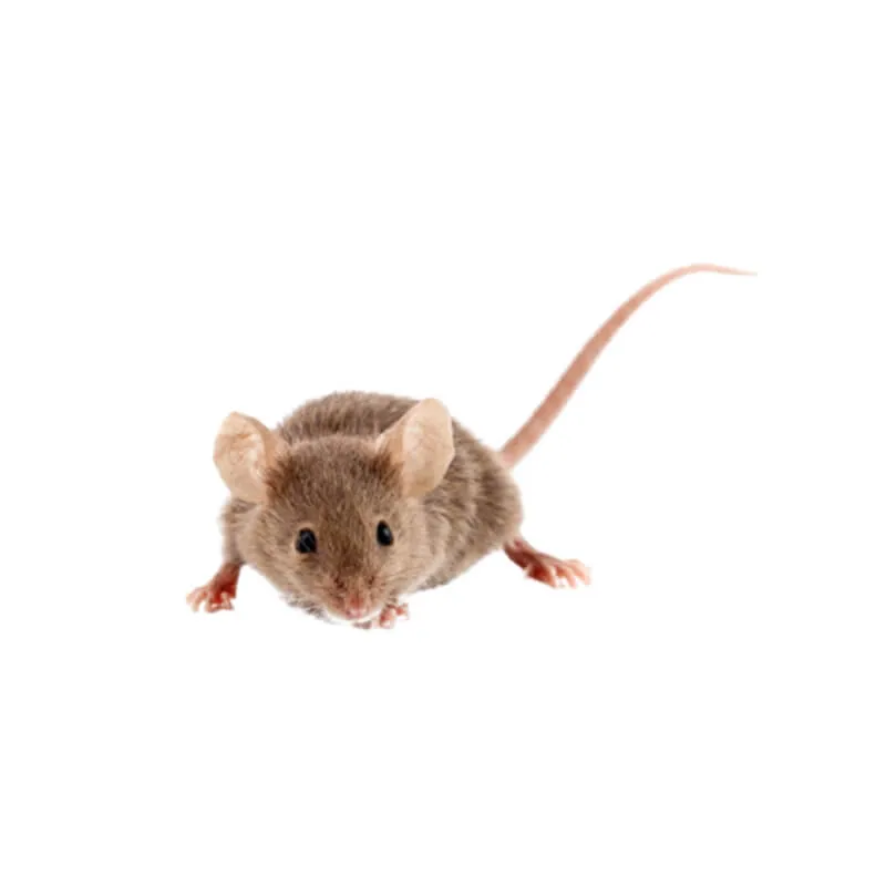 Image_Dexterm_website_Souris_Domestique_800x800px